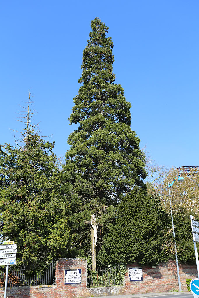 Séquoia géant à Bresles
