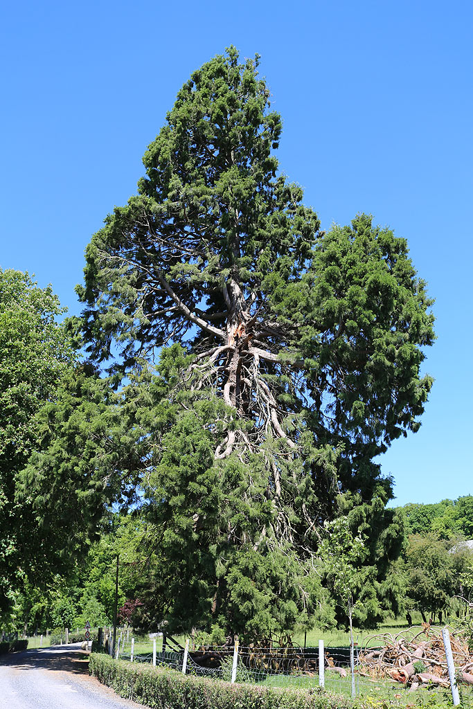 Séquoia géant à Broyes