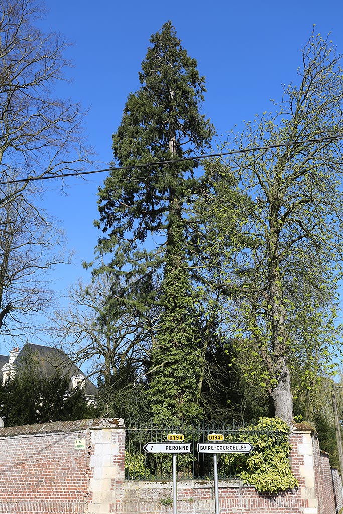 Séquoia géant à Cartigny