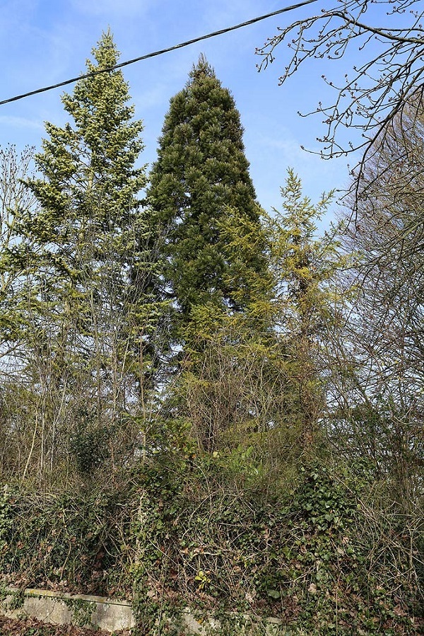 Séquoia géant à Corbie