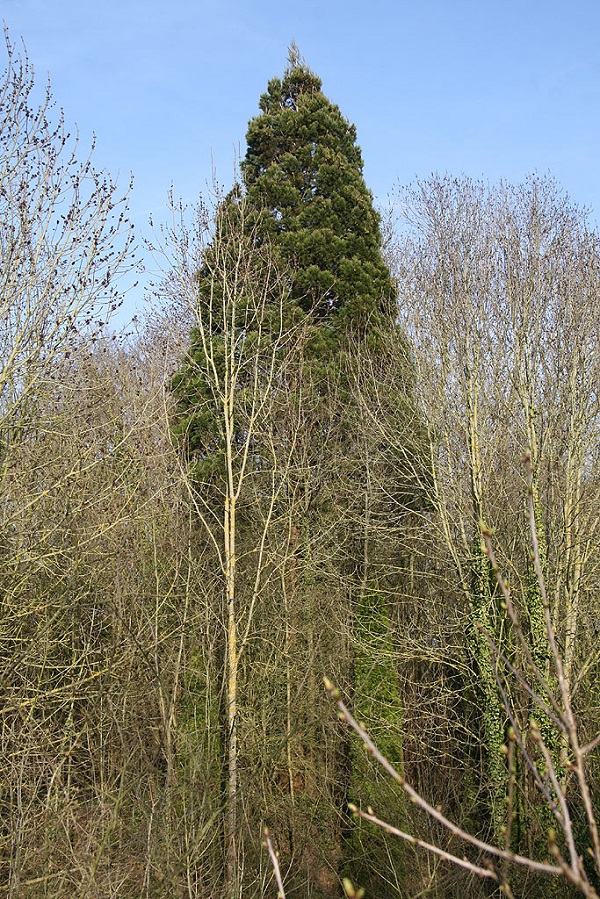 Séquoia géant à Corbie