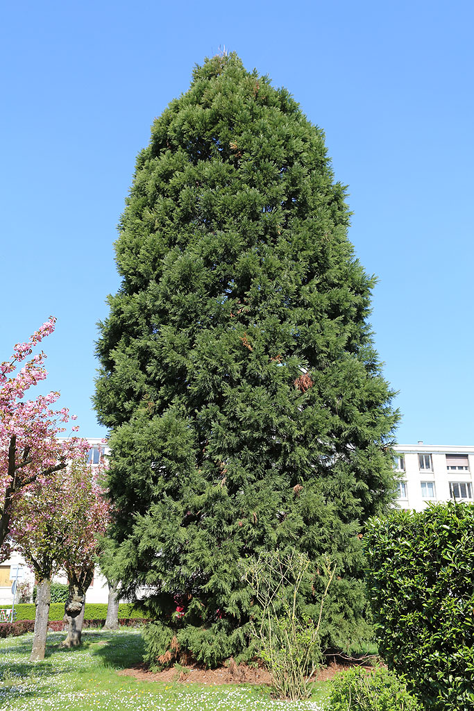 Séquoia géant à Creil