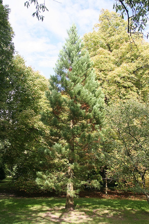 Séquoia géant à Creuse