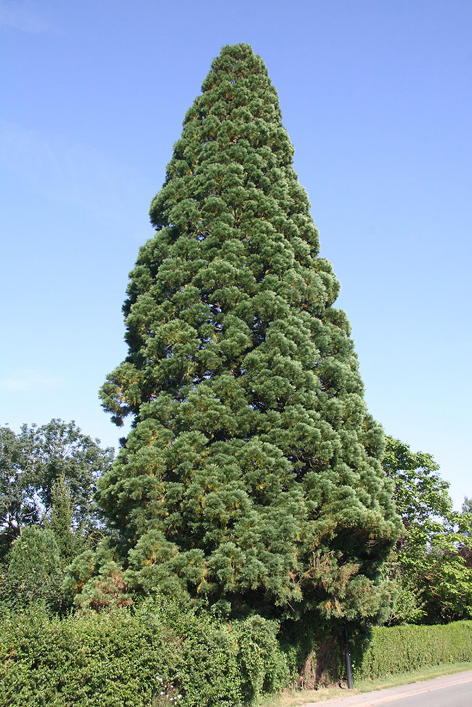 Séquoia géant à Davenescourt