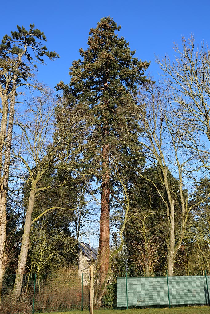 Séquoia géant à Dury