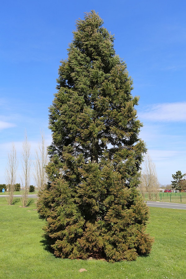 Séquoia géant à Estrées Deniécourt