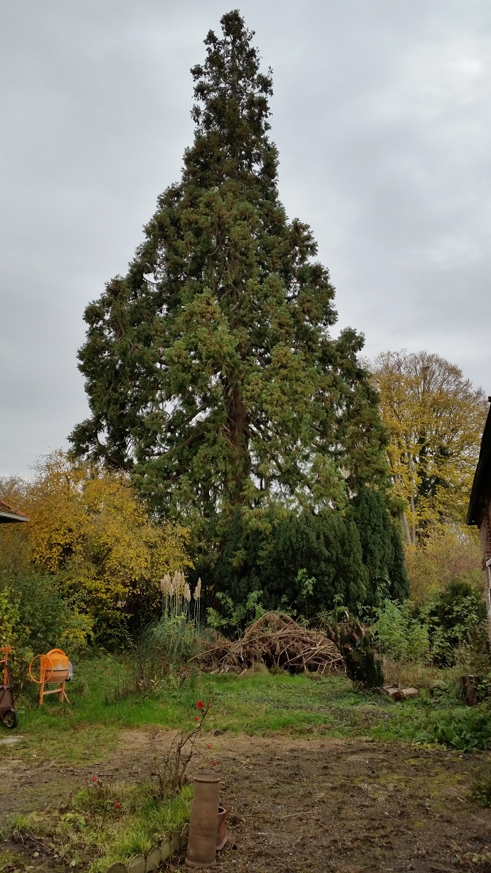 Séquoia géant à Estrées St Denis