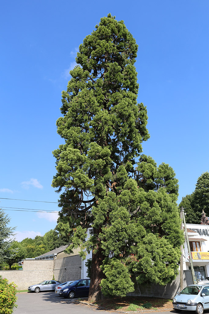 Séquoia géant à Gamaches