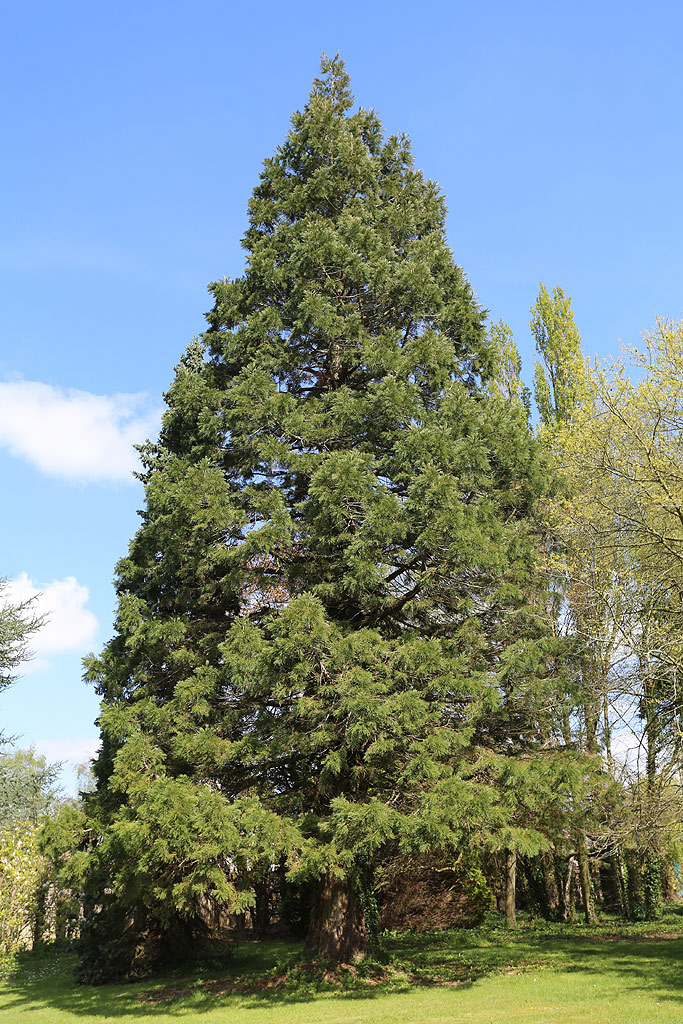 Séquoia géant à Hélicourt