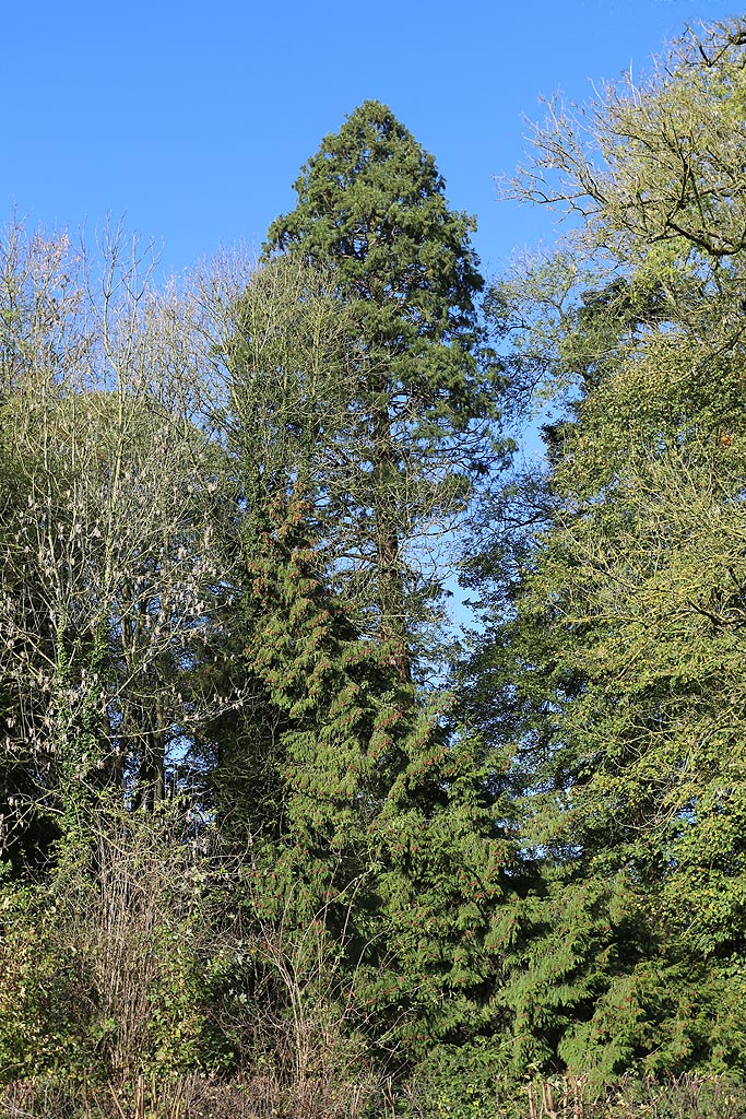 Séquoia géant à Montonvillers
