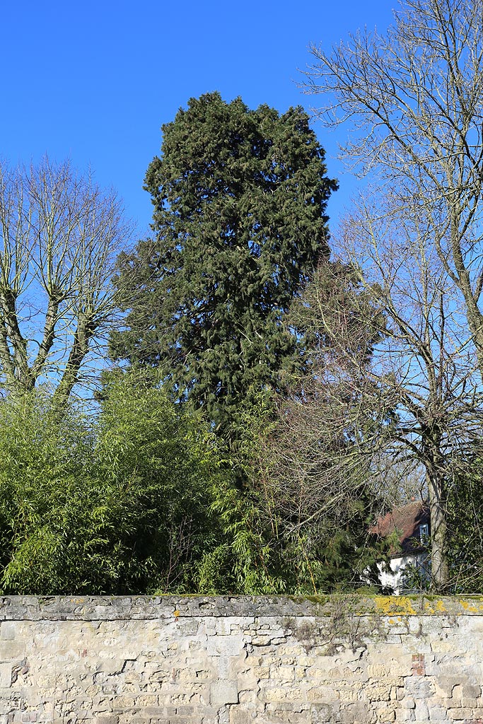 Séquoia géant à Moyviller