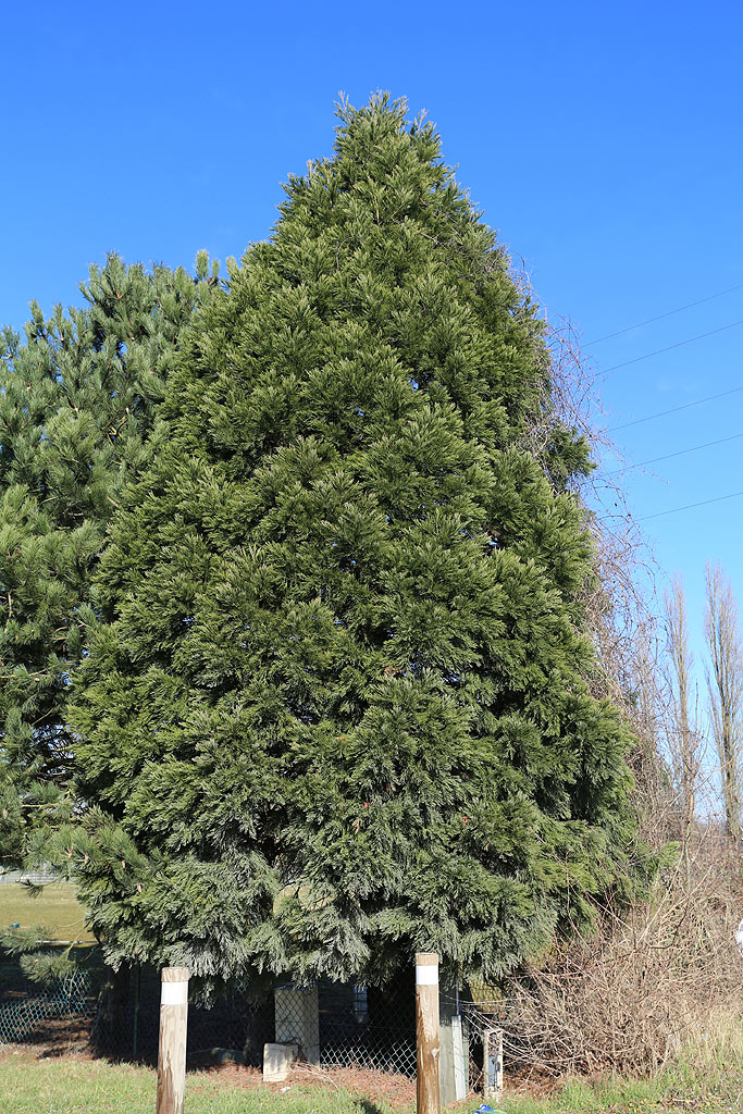 Séquoia géant à Pontpoint