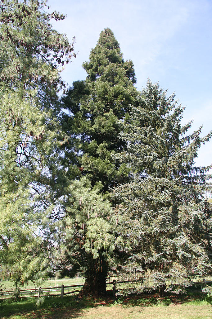 Séquoia géant à Port le Grand