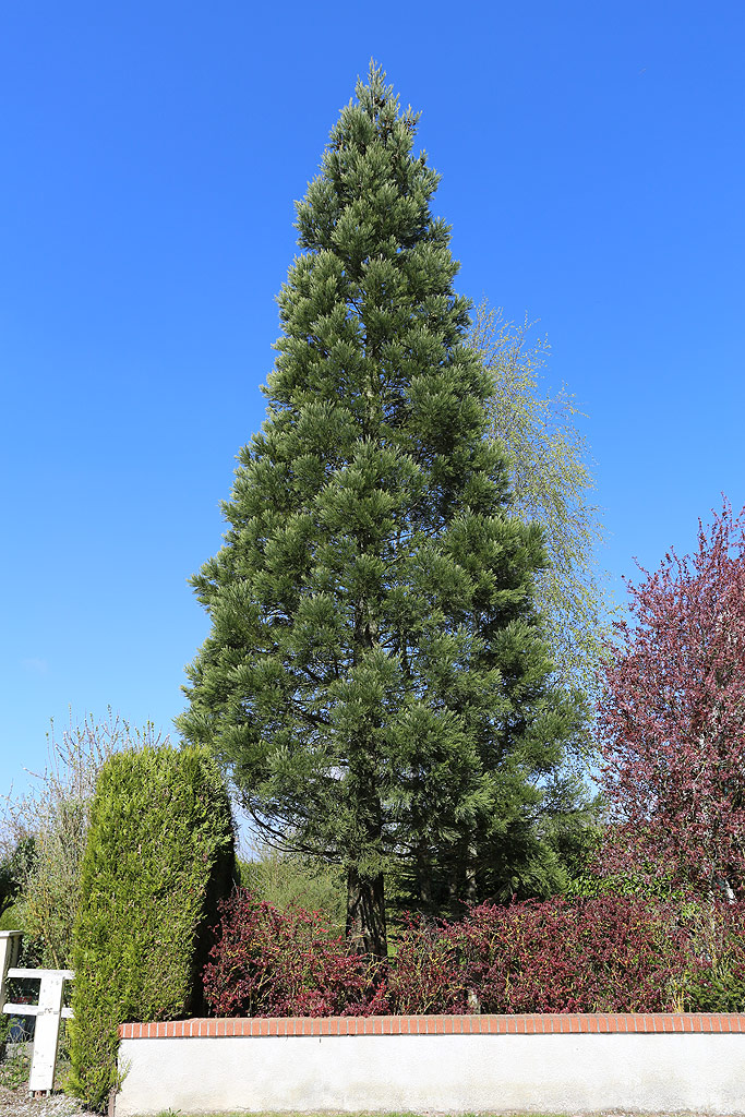 Séquoia géant à Prouze