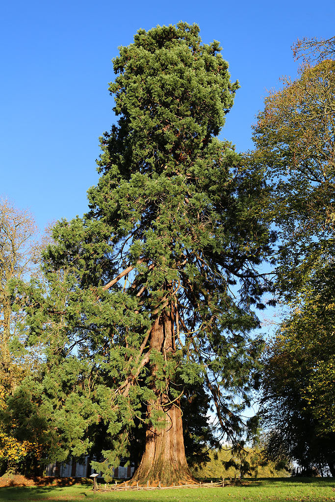 Séquoia géant à Rambures © Stéphane Sudré