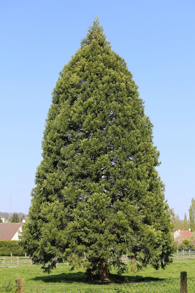 Séquoia géant à Rieux