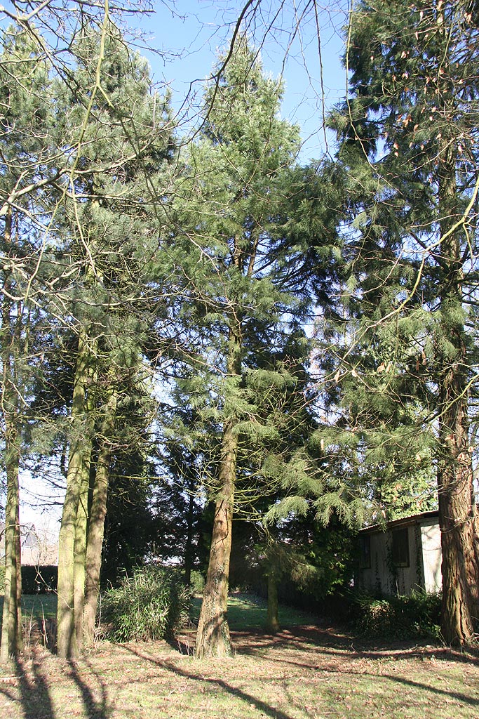 Séquoia géant à Rubempré