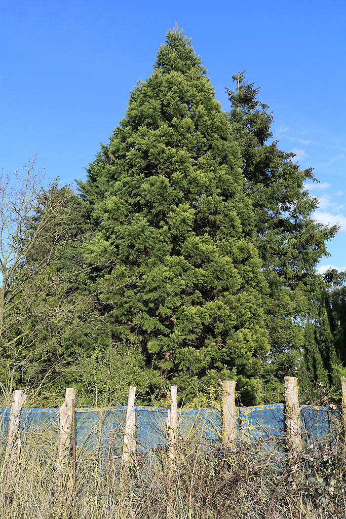 Séquoia géant à Salouël