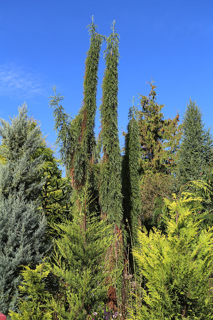 Séquoia pendulum à Sénarpont