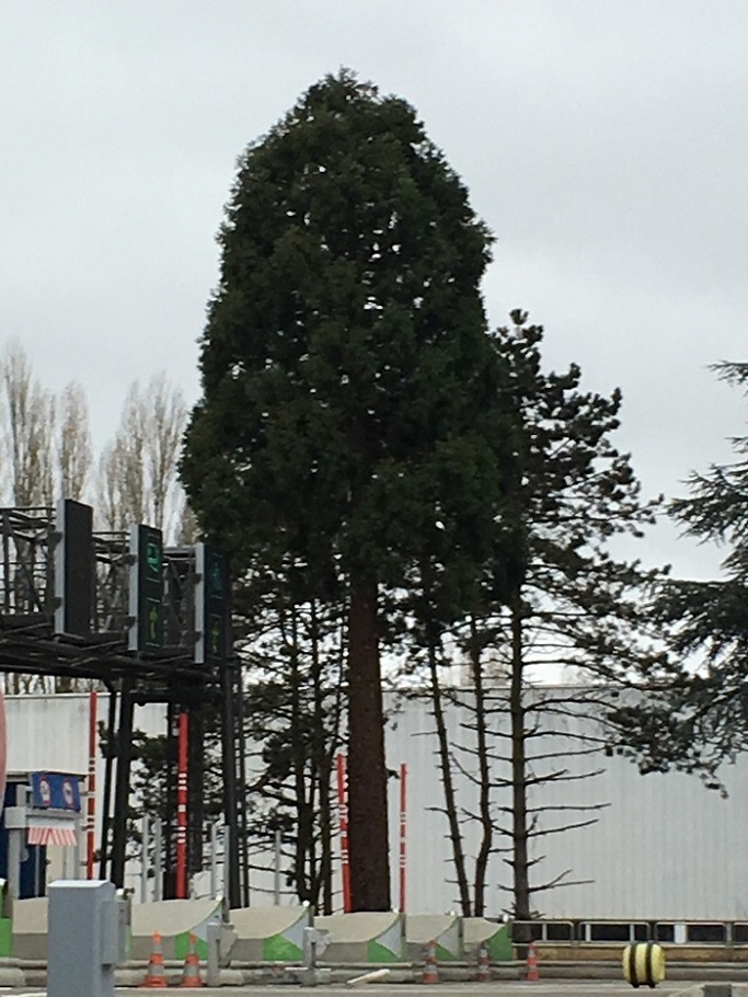 Séquoia géant à Senlis