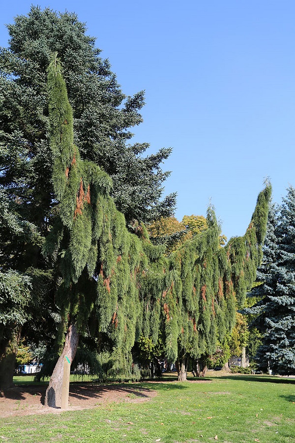 Séquoia géant à Soissons