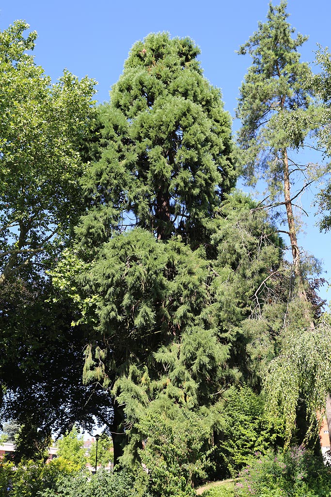 Séquoia géant à St Quentin