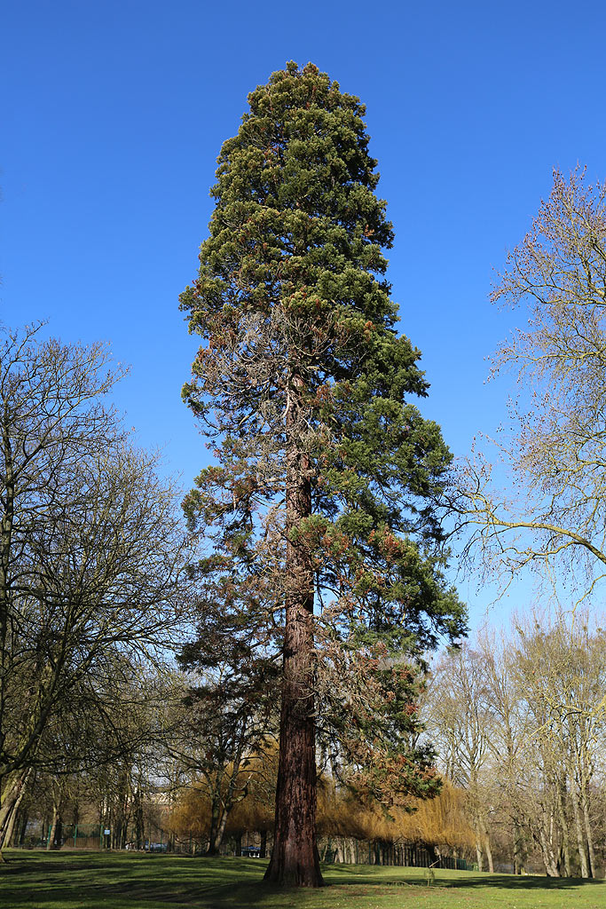 Séquoia géant à Verberie