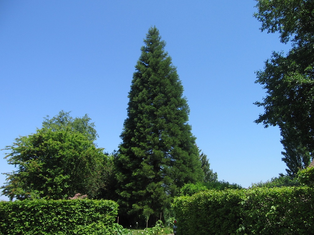 Séquoia géant à Villequier-Aumont