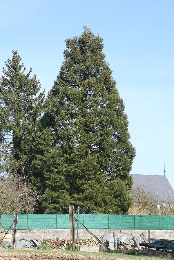 Séquoia géant à Villers Faucon