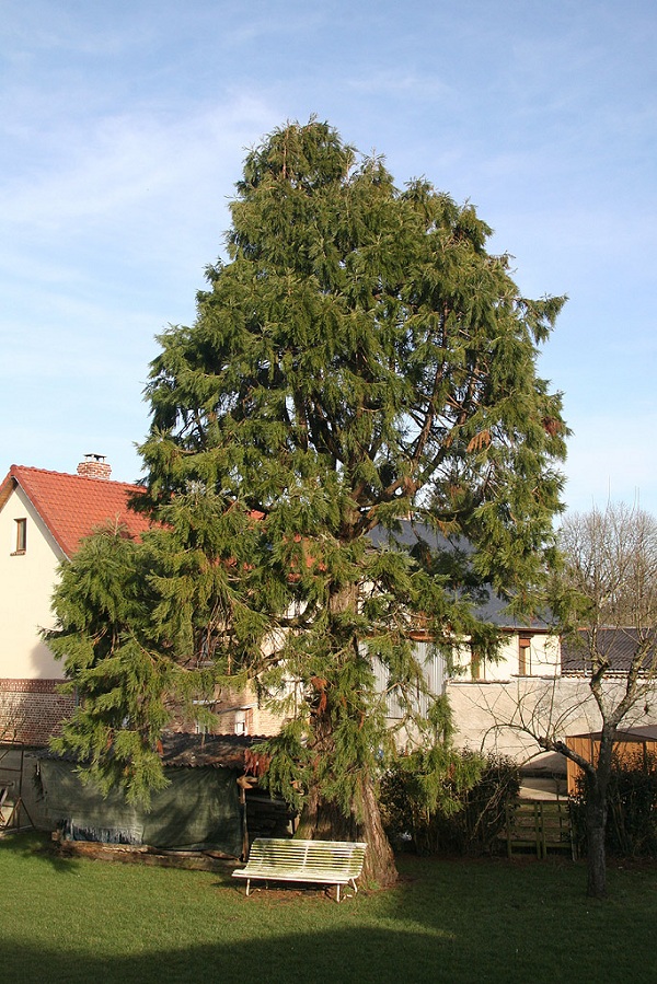 Séquoia géant à Villers sous Ailly