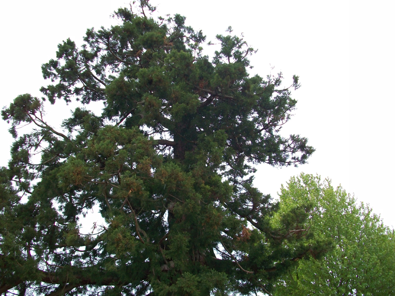 Séquoia géant à Antoigné