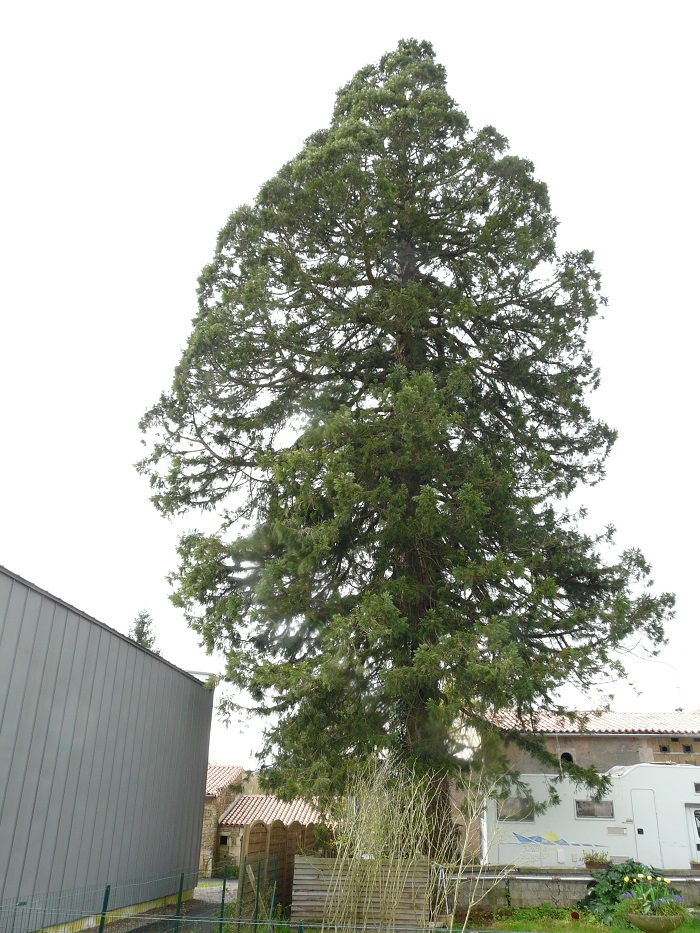Séquoia géant à Augé
