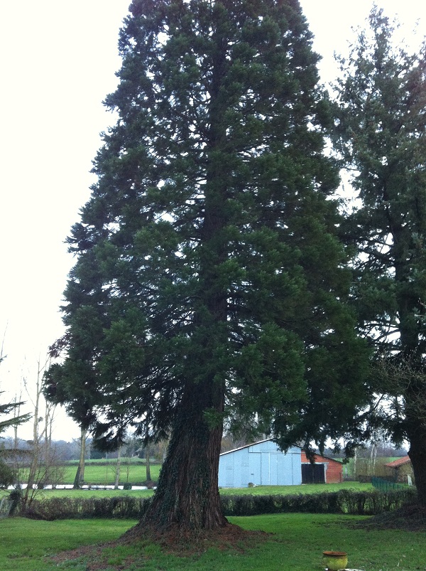 Séquoia géant à Beaulieu-sous-Parthenay