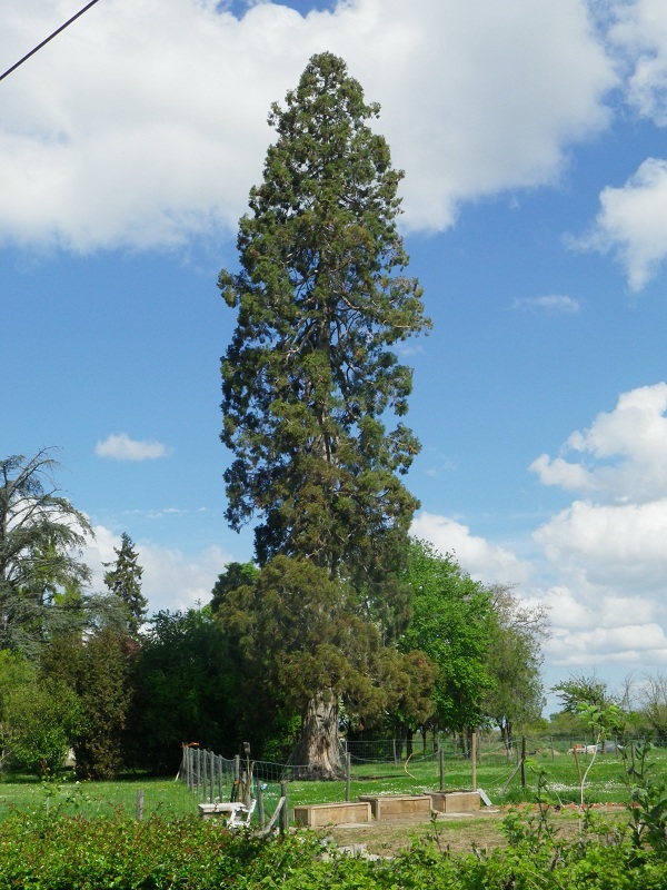 Séquoia géant à Cerzay