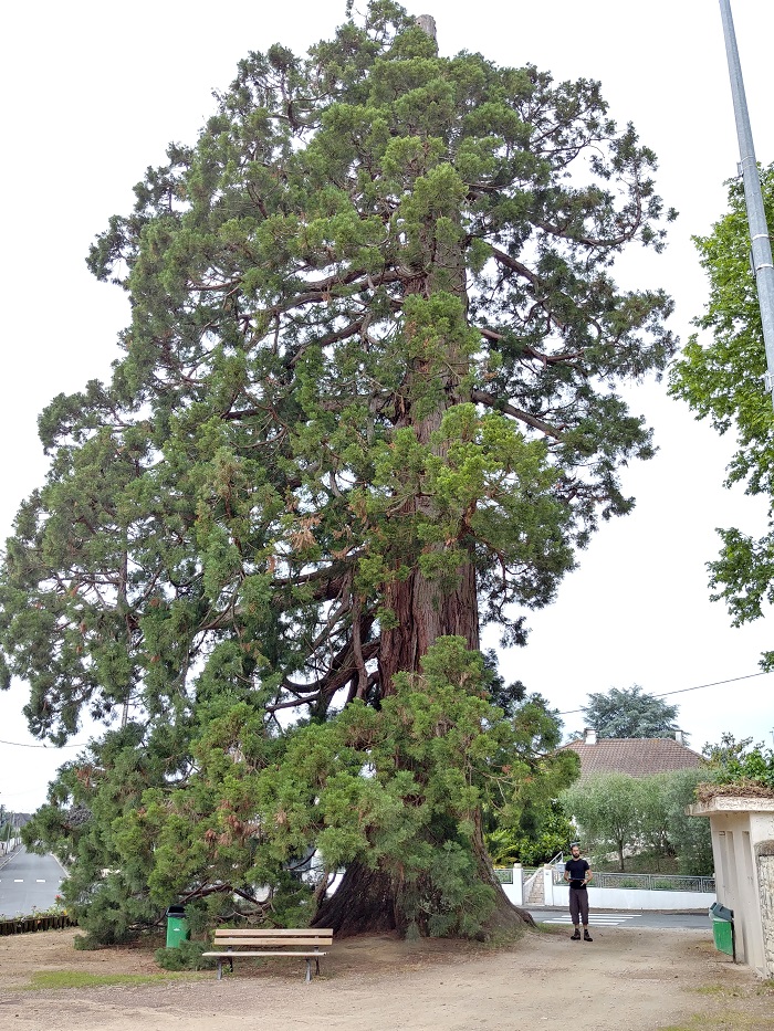 séquoia géant 