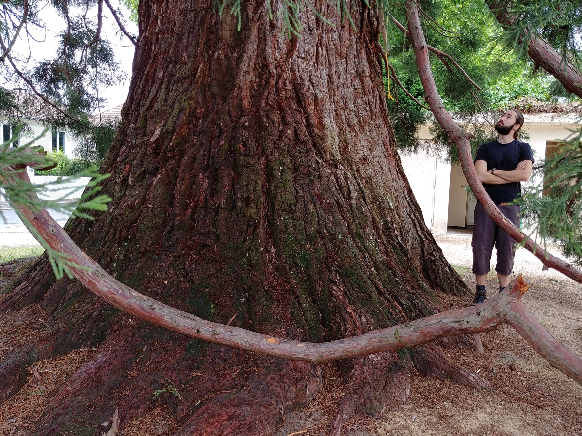  séquoia géant 