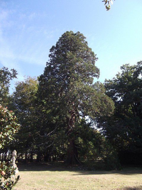 Séquoia géant à Chermignac