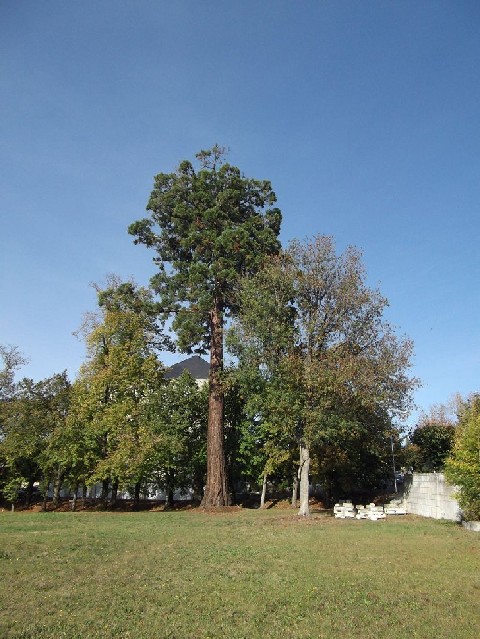 Séquoia géant à Jonzac