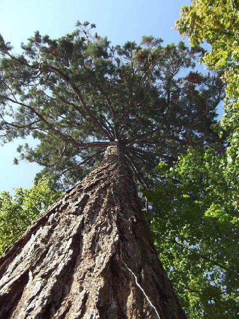 Séquoia géant  de 6m de circonférence