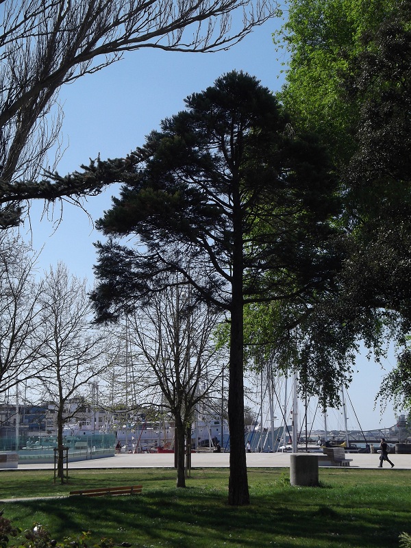 Séquoia géant à La Rochelle