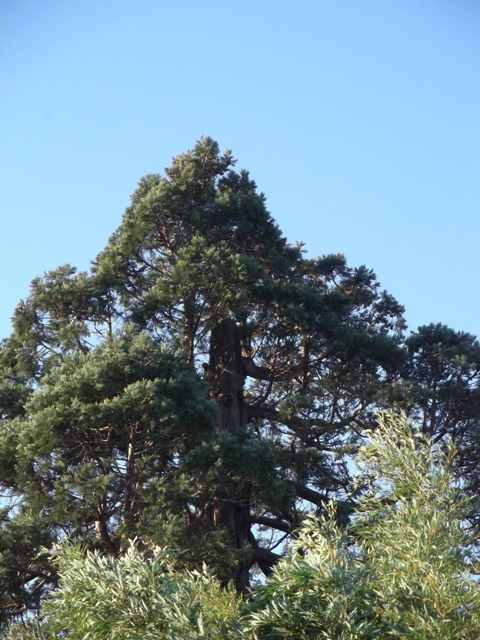 Séquoia géant à Lussand