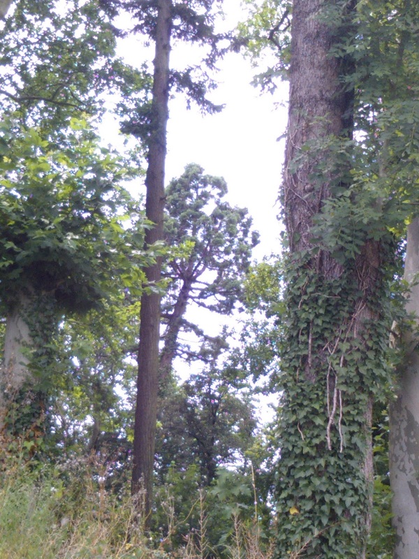 Séquoia géant à Mirambeau