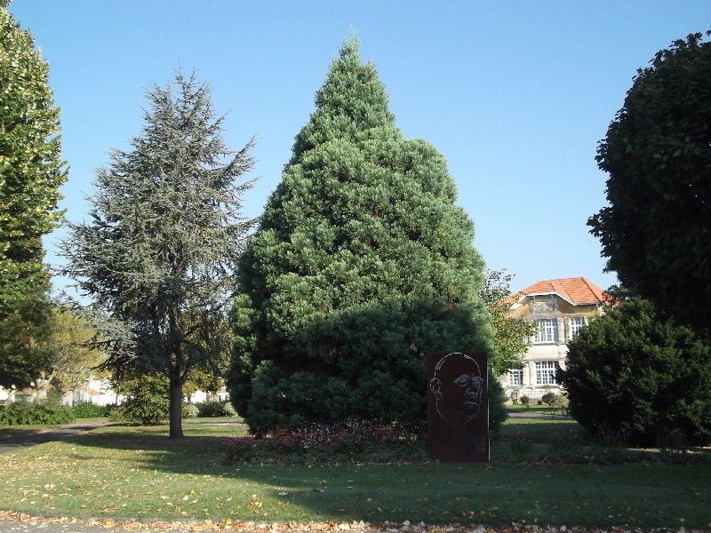Séquoia géant à Rochefort sur Mer square Herriot