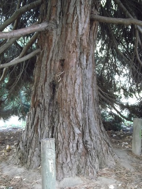 Séquoia géant à Rochefort sur Mer square Herriot