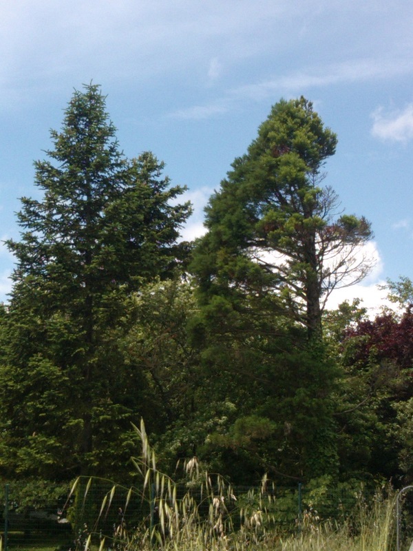 Séquoia géant à Saintes