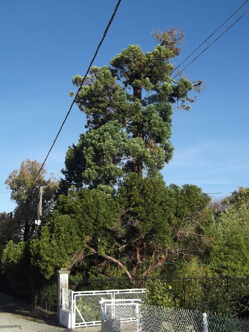Séquoia géant à Saujon