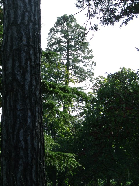 Séquoia géant la Marotte