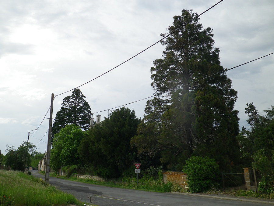 Séquoias géants à St Martin de Sanzay