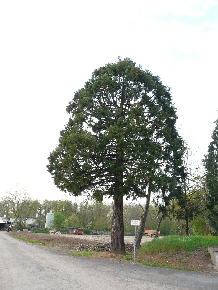 Séquoia géant à Ste Blandine