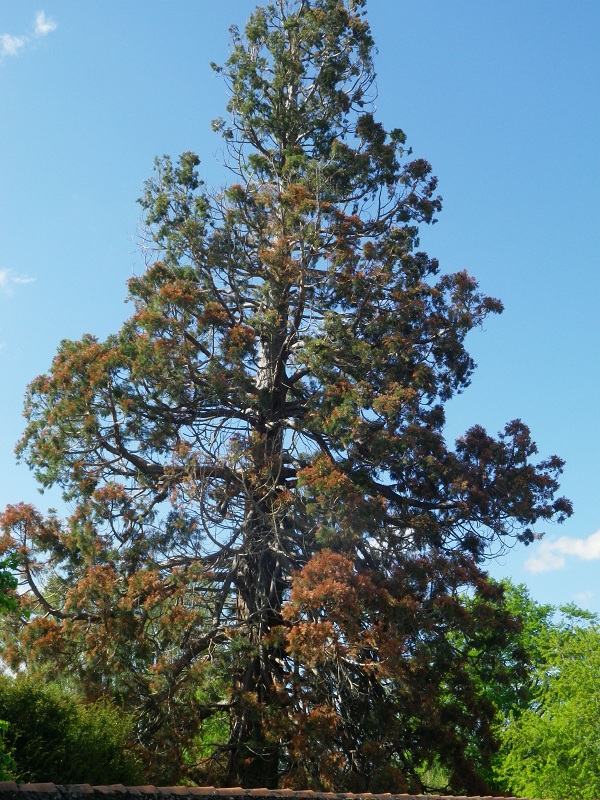 Séquoia géant à Ste Verge